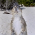 hutia_desmarest_chiq_jar_v_0126_cub2241.jpg